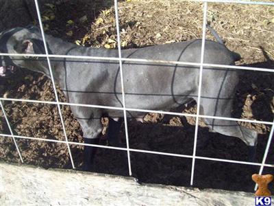 Great Dane Puppies for Sale